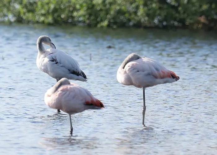 Antoniushofke Άστεν