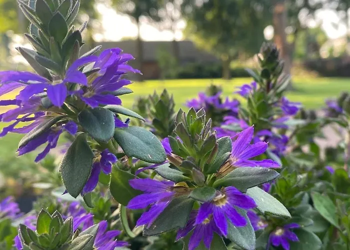 Antoniushofke Άστεν